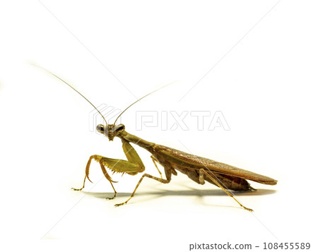 Praying mantis on white background 108455589