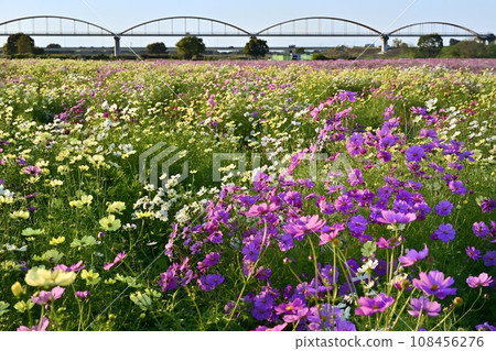 位於鴻巢市吹上波斯菊場的日本最大渡槽橋 108456276