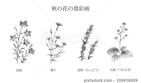 Ink painting of autumn plants, sumi-e, bellflowers, dianthus, gentian, tsuwabuki 108456889
