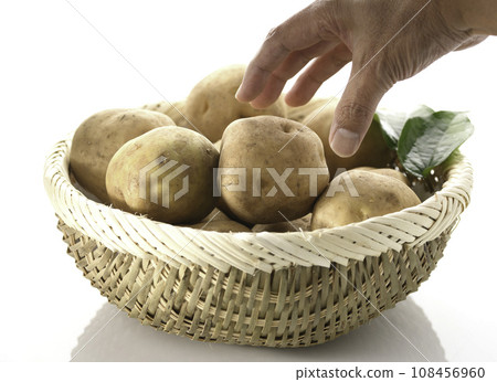 potato white background potato white background 108456960