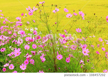 Golden ears of rice and cosmos Golden ears of rice and cosmos 108457202