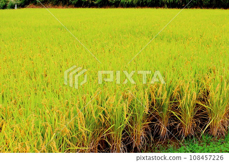 金穗稻穗和波斯菊 金穗稻穗和波斯菊 108457226