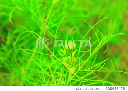 潘帕斯草和波斯菊的秋葉 潘帕斯草和波斯菊的秋葉 108457450