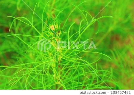 Autumn leaves of pampas grass and cosmos Autumn leaves of pampas grass and cosmos 108457451