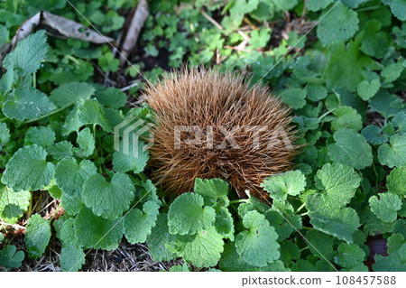 我在栗樹林的地上發現了一個看起來像刺蝟背的刺。 我在栗樹林的地上發現了一個看起來像刺蝟背的刺。 108457588