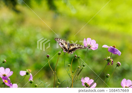 Swallowtail butterfly sucking cosmos nectar 108457669