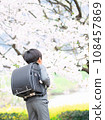 A first grade elementary school boy looking at the cherry blossoms 108457869