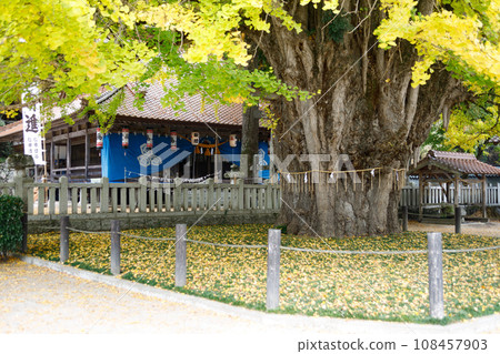 Great ginkgo Great ginkgo 108457903