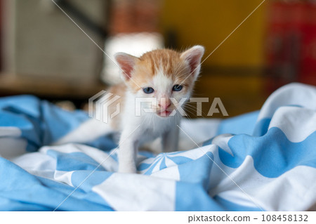 Small pretty kitten, on blue background 108458132