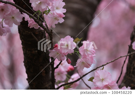 Among the double cherry blossoms, the yellow cherry tree has a particularly eye-catching color. 108458220