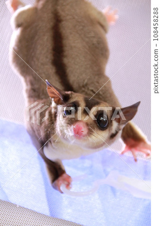 Sugar glider playing in the mosquito net Sugar glider playing in the mosquito net 108458288