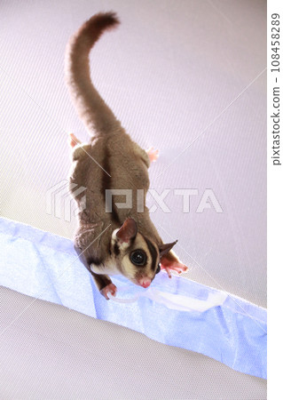Sugar glider playing in the mosquito net 108458289