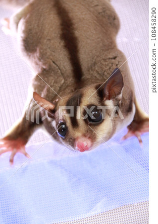 蜜袋鼯在蚊帳裡玩耍 蜜袋鼯在蚊帳裡玩耍 108458290