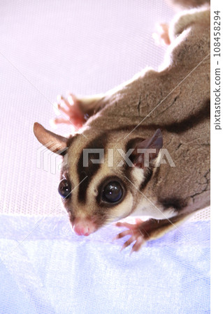 蜜袋鼯在蚊帳裡玩耍 108458294