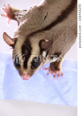 蜜袋鼯在蚊帳裡玩耍 108458295