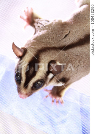 蜜袋鼯在蚊帳裡玩耍 108458296