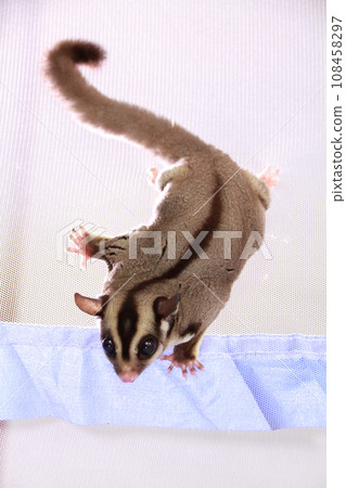蜜袋鼯在蚊帳裡玩耍 108458297