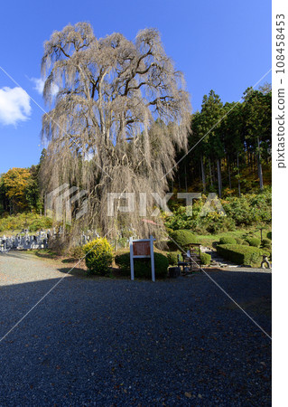 Giant Weeping Katsura Tree in Late Autumn, Natural Monument, Takigenji Temple, Iwate Prefecture Giant Weeping Katsura Tree in Late Autumn, Natural Monument, Takigenji Temple, Iwate Prefecture 108458453