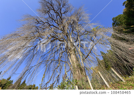 Weeping wig in late autumn, natural monument, Takigenji Temple, Iwate Prefecture 108458465