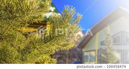 branch of a evergreen tree against the background of a wooden house and blue sky branch of a evergreen tree against the background of a wooden house and blue sky 108458474