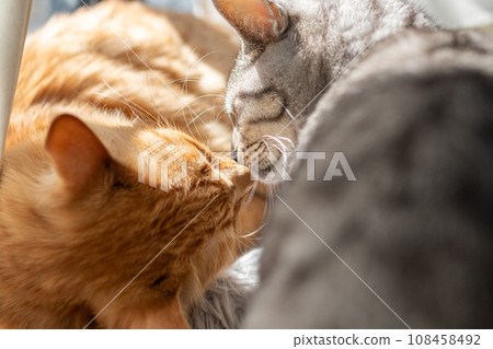 Two cats Two cats 108458492