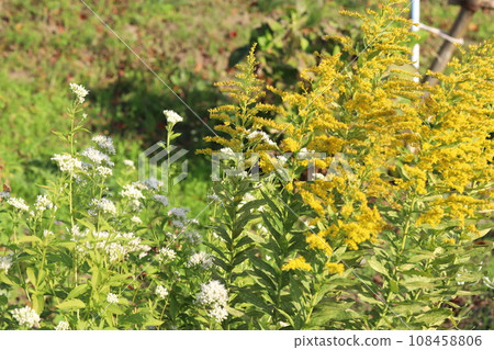 秋天田野裡盛開的黃色黃花 108458806