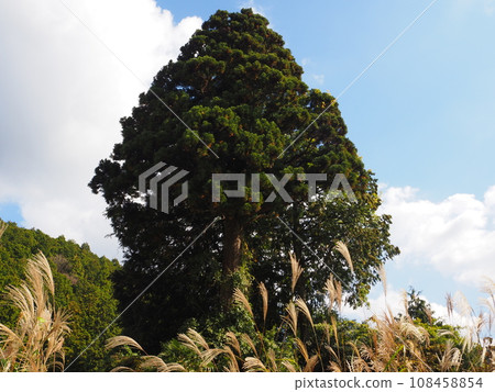 Cedar tree Cedar tree 108458854
