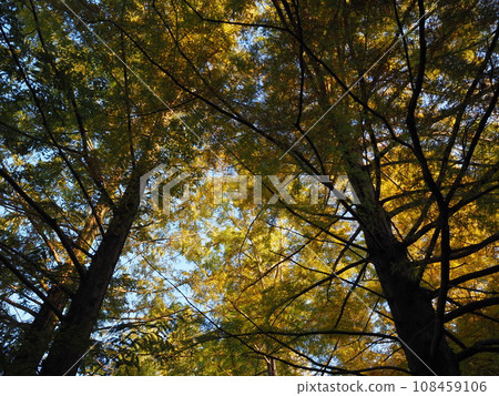 秋天的水杉開始變色 108459106