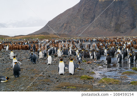King penguins wait for molt in a group on South Georgia Island King penguins wait for molt in a group on South Georgia Island 108459154
