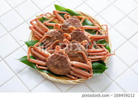 Seko crab, giant snow crab, female Seko crab, giant snow crab, female 108459212