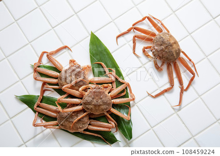 Seko crab, giant snow crab, female 108459224