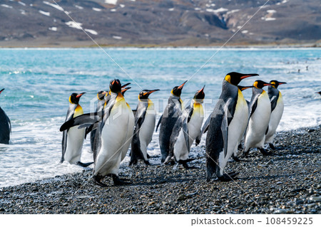 King Penguin South Georgia 108459225