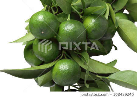 Shikuwasa Shikuwasa 108459240