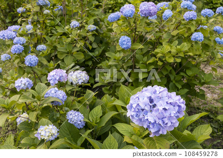 Landscape of blooming hydrangeas, early summer flowers-2 Landscape of blooming hydrangeas, early summer flowers-2 108459278