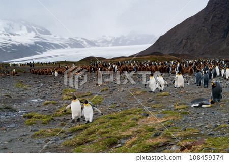 King penguin colony South Georgia Island 108459374