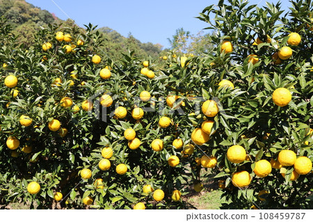 Yuzu no Sato: The landscape of yuzu and blue skies coloring the Satoyama of Moroyama Town 108459787