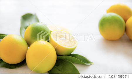 Meyer lemon, background material 108459974