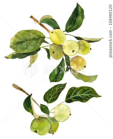 Green apple branches on white background Green apple branches on white background 108460120
