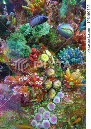 Colorful Tropical Coral Reefs of a beautiful underwater colorful fishes  108460303