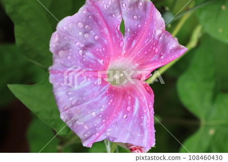 在特寫鏡頭採取的牽牛花花 108460430