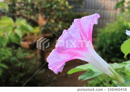 在特寫鏡頭採取的牽牛花花 108460438