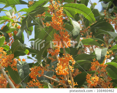 一簇小而香的橘色桂花花 一簇小而香的橘色桂花花 108460462