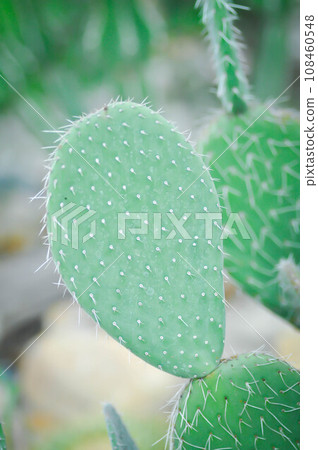 Opuntia tuna, Angiosperms or Opuntia or Cactaceae or Tuna Cactus or Prickly Pears Opuntia tuna, Angiosperms or Opuntia or Cactaceae or Tuna Cactus or Prickly Pears 108460548