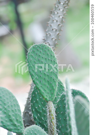 Opuntia tuna, Angiosperms or Opuntia or Cactaceae or Tuna Cactus or Prickly Pears Opuntia tuna, Angiosperms or Opuntia or Cactaceae or Tuna Cactus or Prickly Pears 108460559