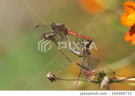 Cosmos flower field and a couple of red dragonflies Cosmos flower field and a couple of red dragonflies 108460712