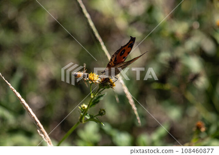 Vertical leafminer and bee Vertical leafminer and bee 108460877