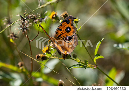 Tatehamodoki Tatehamodoki 108460880