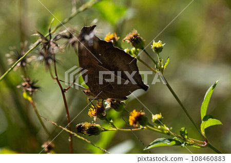 Tatehamodoki 108460883