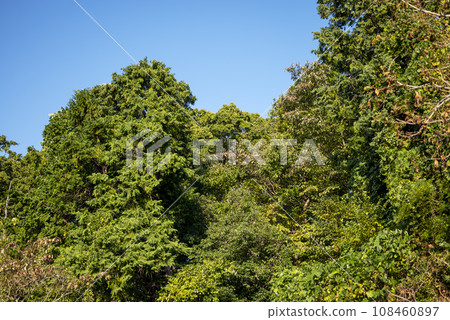 Refreshing autumn forest image [Ninomiya Town, Kanagawa Prefecture] 108460897