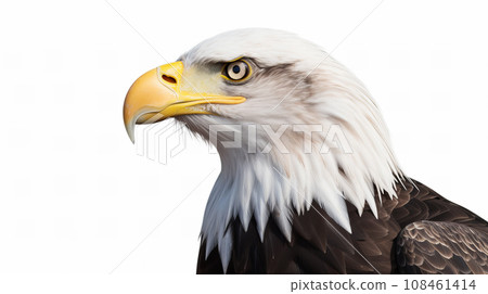 白色背景上的禿鷹 108461414